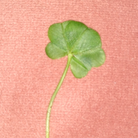 🍀 Real Wild Five 5 Leaf Clover Rare Luck REAL Found 4/26/23 in USA yard Lucky - Picture 6 of 17